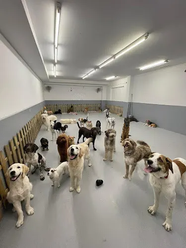 WagWag