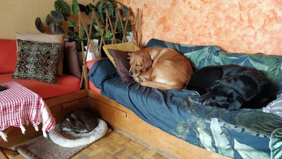 Pet Sitter Madrid