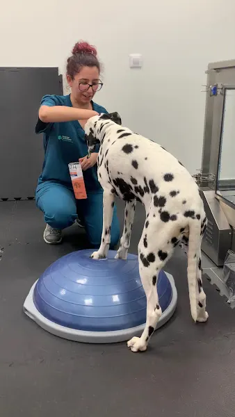 Hospital Veterinario Madrid Centro