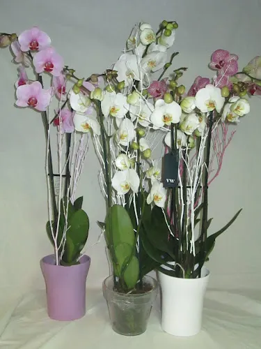 Flores y Plantas Mayte - Madrid