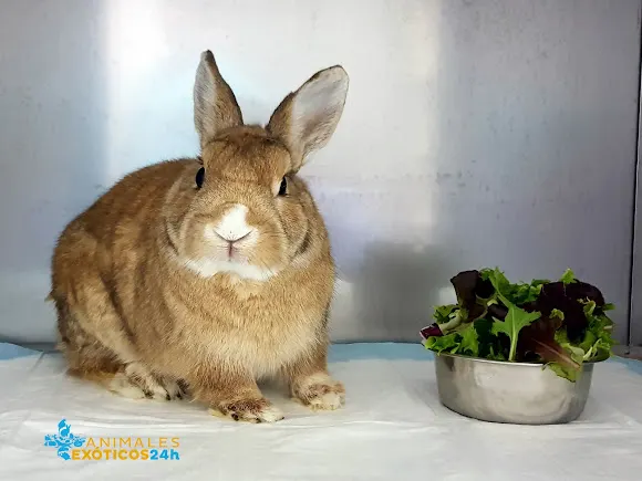 ANIMALES EXÓTICOS 24H Veterinarios especialistas